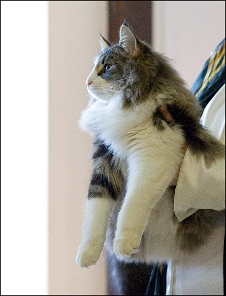 Carlson du Valldall 2.jpg - Carlson du Valldall 